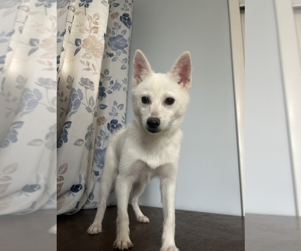 Medium Photo #24 Alaskan Klee Kai Puppy For Sale in DURHAM, CT, USA