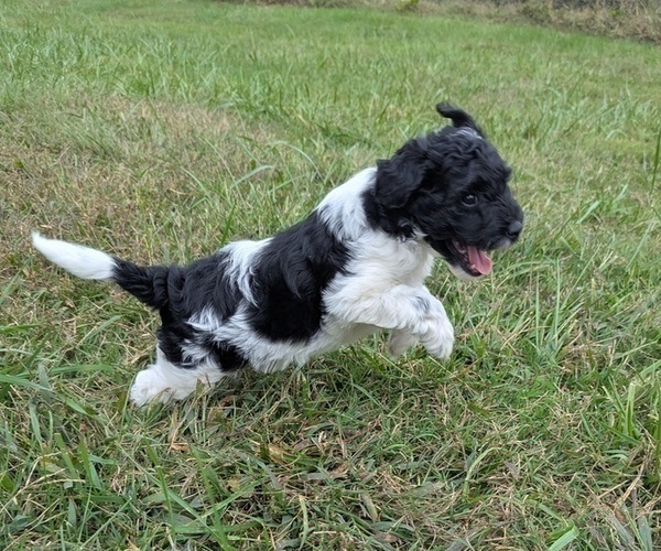 Medium Photo #13 Goldendoodle mix (+ Poodle Toy) Puppy For Sale in MORGANTON, NC, USA