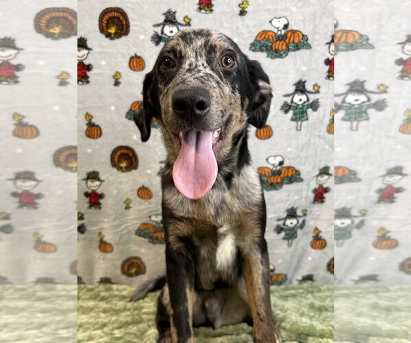 Medium Photo #3 Catahoula Leopard Dog-Unknown Mix Puppy For Sale in Wetumpka, AL, USA