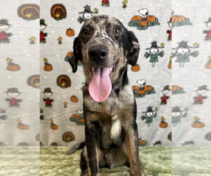 261369  Lucky - Male Catahoula Leopard Dog-Unknown Mix Dog for Adoption - Photo #3