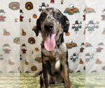 Small Photo #3 Catahoula Leopard Dog-Unknown Mix Puppy For Sale in Wetumpka, AL, USA