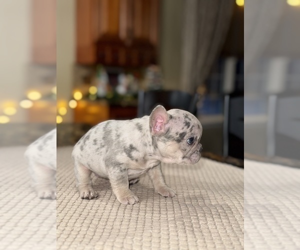 Medium Photo #9 French Bulldog Puppy For Sale in HILTON, NY, USA