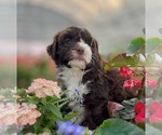 Puppy Petunia Aussiedoodle Miniature
