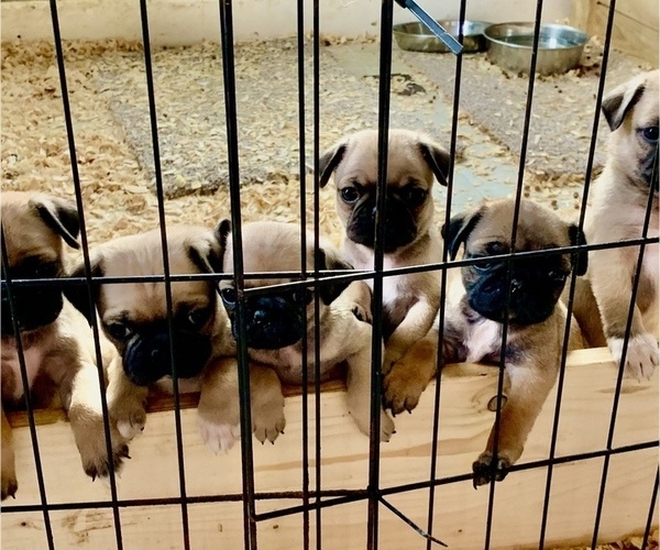 Medium Photo #4 Pug Puppy For Sale in BEAR CREEK, NC, USA