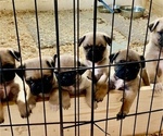 Small Photo #4 Pug Puppy For Sale in BEAR CREEK, NC, USA