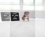 Small #38 American Pit Bull Terrier