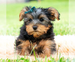 Small #4 Yorkshire Terrier