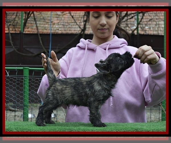 Medium Photo #1 Cairn Terrier Puppy For Sale in Zarnesti, Brasov, Romainia