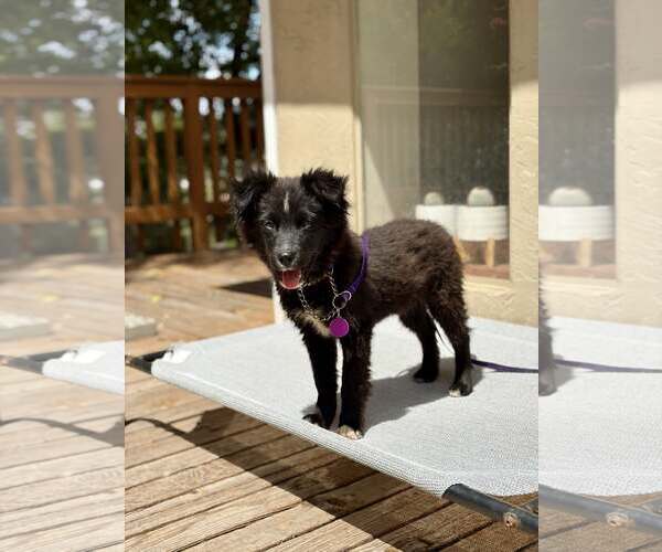 Medium Photo #3 Border Collie-Unknown Mix Puppy For Sale in Paso Robles, CA, USA