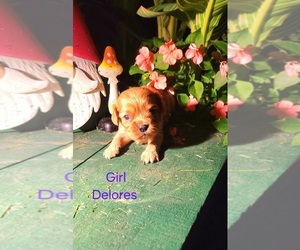 Cavalier King Charles Spaniel Puppy for sale in WENTWORTH, MO, USA