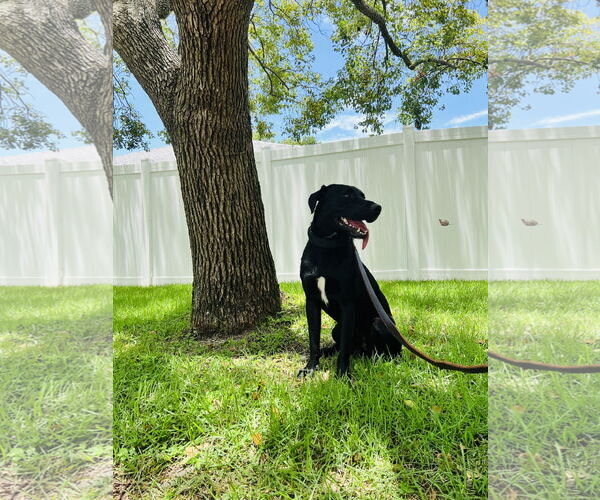 Medium Photo #4 Labrador Retriever-Unknown Mix Puppy For Sale in Tampa, FL, USA