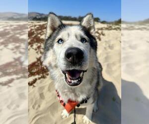 Siberian Husky Dogs for adoption in Santa Maria, CA, USA