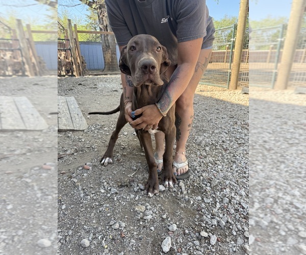 Medium Photo #1 Great Dane Puppy For Sale in HALLETTSVILLE, TX, USA