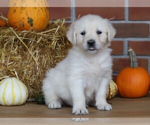 English Cream Golden Retriever Puppy for sale in FREDERICKSBG, OH, USA