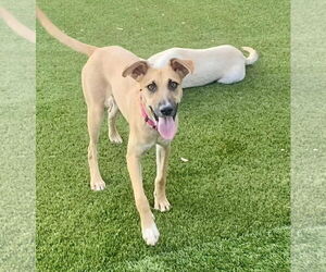 Black Mouth Cur-Whippet Mix Dogs for adoption in Cave Creek, AZ, USA