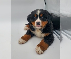 Bernese Mountain Dog Puppy for sale in GOSHEN, IN, USA