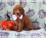 Small Photo #9 Cavapoo-Poodle (Miniature) Mix Puppy For Sale in LAKELAND, FL, USA