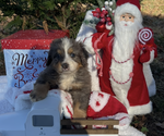 Puppy Claus Bernedoodle (Miniature)