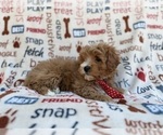 Small #4 Cavapoo (Miniature)