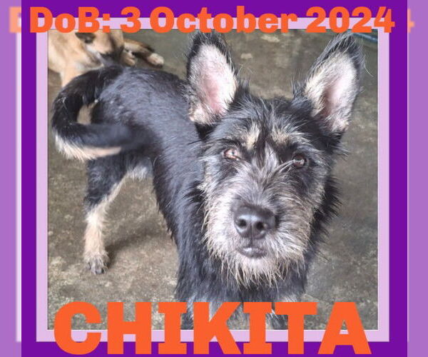 Medium Photo #2 Schnauzer (Giant)-Unknown Mix Puppy For Sale in Sebec, ME, USA