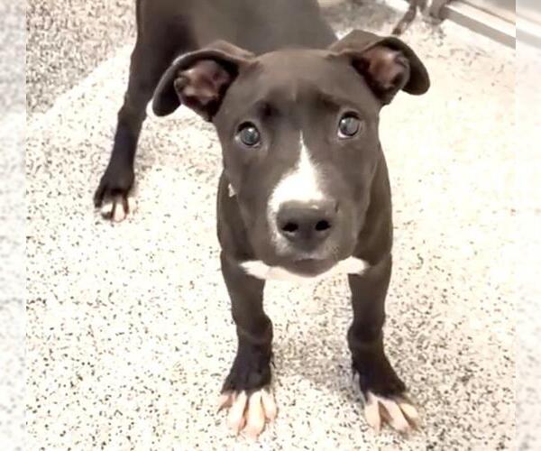 Medium Photo #2 American Pit Bull Terrier-Labrador Retriever Mix Puppy For Sale in Houston, TX, USA