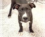 Small #1 American Pit Bull Terrier-Labrador Retriever Mix
