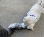 Small Photo #8 Labrador Retriever-Siberian Husky Mix Puppy For Sale in OXNARD, CA, USA