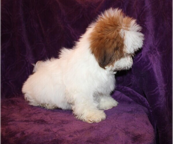 Medium Photo #8 Shih Tzu Puppy For Sale in BLOOMINGTON, IN, USA