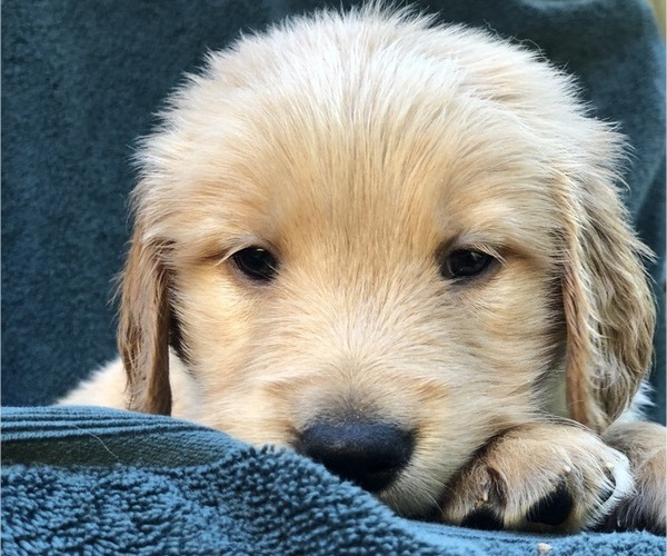 Medium Photo #1 Golden Retriever Puppy For Sale in MCCOMB, MS, USA