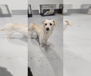 Kirby/Vibe #1846 - Male Colonial Cocker Spaniel Dog for Adoption - Photo #2