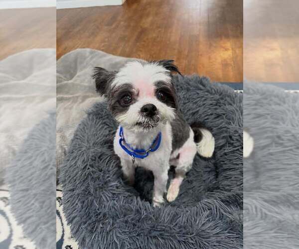 Medium Photo #18 Shih Tzu-Unknown Mix Puppy For Sale in New York, NY, USA