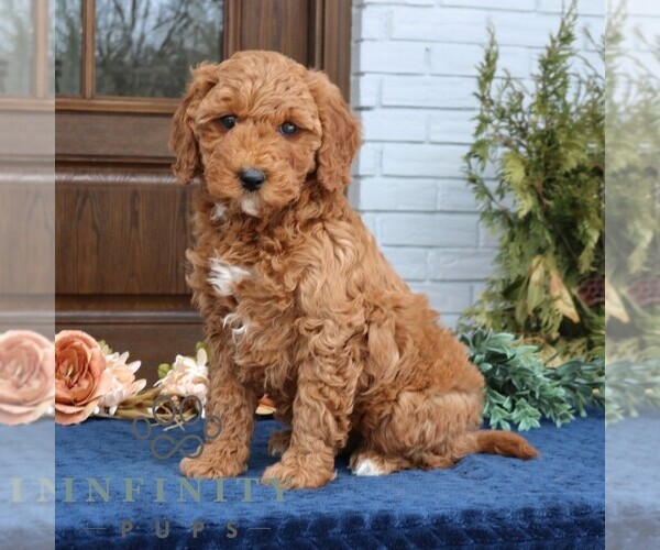 Medium Photo #1 Goldendoodle (Miniature) Puppy For Sale in NARVON, PA, USA