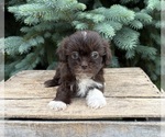 Small #3 Shih Tzu