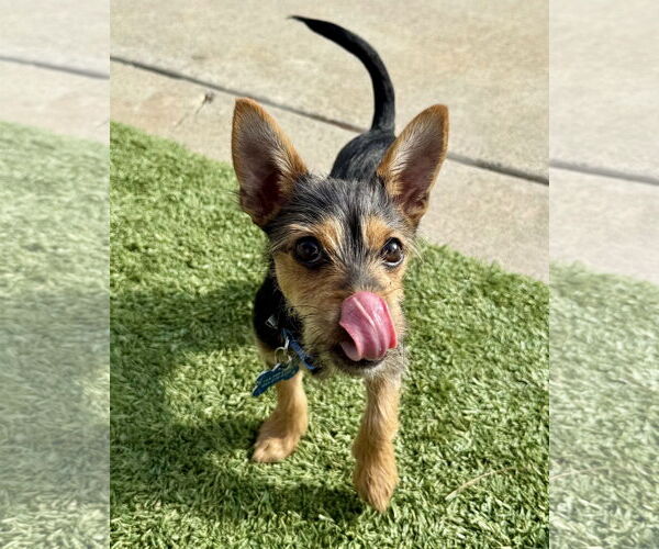 Medium Photo #7 Chihuahua-Unknown Mix Puppy For Sale in Corona, CA, USA