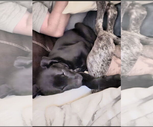 Medium Photo #2 Mutt Puppy For Sale in Ball Ground, GA, USA