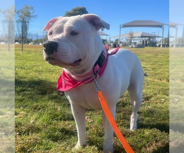 Medium Photo #3 American Pit Bull Terrier-Unknown Mix Puppy For Sale in Las Vegas, NV, USA