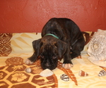 Small Photo #3 Boxer Puppy For Sale in OSHKOSH, WI, USA