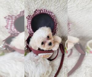 Maltipoo (Toy) Puppy for sale in BRANSON, MO, USA