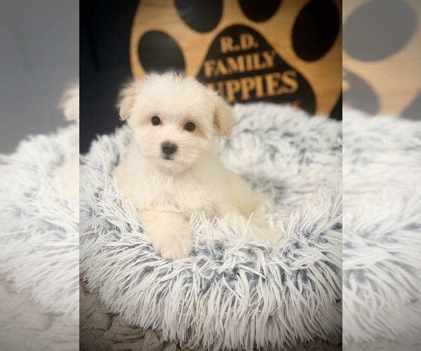 Medium Photo #3 Maltipoo (Toy) Puppy For Sale in CROSSVILLE, TN, USA