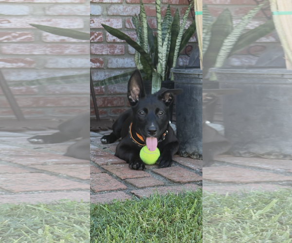 Medium Photo #2 Labrador Retriever-Unknown Mix Puppy For Sale in San Diego, CA, USA