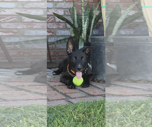 Mimi - Female Labrador Retriever-Unknown Mix Dog for Adoption - Photo #2