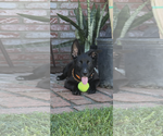 Small #1 Labrador Retriever Mix