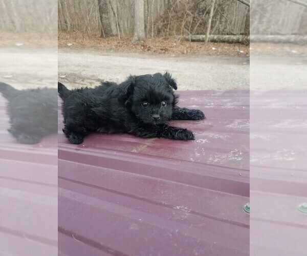 Medium Photo #2 Pomeranian-Poodle (Toy) Mix Puppy For Sale in SPENCER, TN, USA
