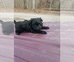 Small Photo #2 Pomeranian-Poodle (Toy) Mix Puppy For Sale in SPENCER, TN, USA
