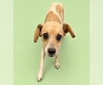 Small #1 Chihuahua Mix
