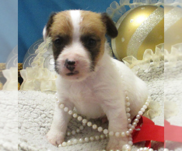 Medium Photo #3 Jack Russell Terrier Puppy For Sale in FOYIL, OK, USA