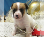 Small Photo #3 Jack Russell Terrier Puppy For Sale in FOYIL, OK, USA