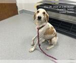 Small Beagle