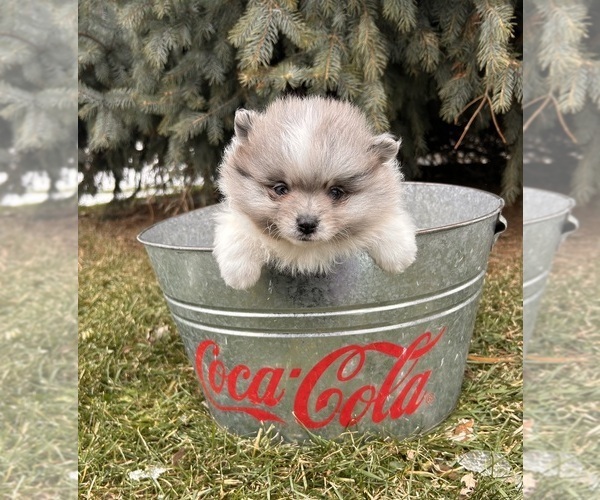 Medium Photo #3 Pomeranian Puppy For Sale in MIDDLEBURY, IN, USA