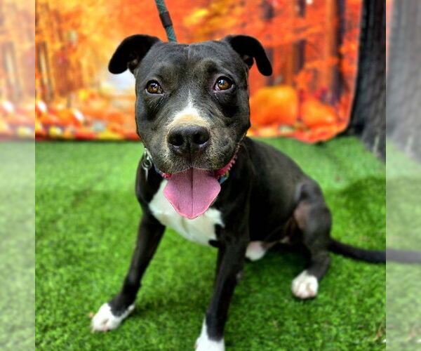 Medium Photo #4 American Pit Bull Terrier Puppy For Sale in Long Beach, CA, USA